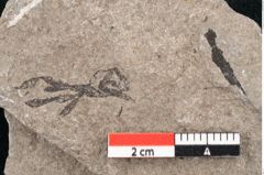 Foto (Detailansicht) von Cystoseira communis Unger (NHMW-GEO-2024-0188-6637)